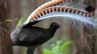 Amazing Bird Sounds From The Lyrebird Mimics Voices Native Sounds As Well