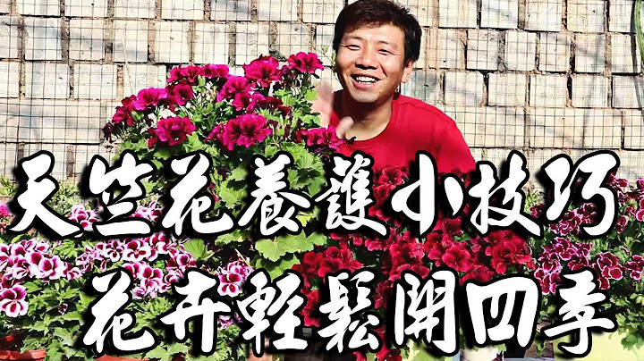 【養養養花花花】四季開花的天竺葵，掌握幾個「小技巧」，輕鬆爆盆，真的四季開花 - 天天要聞