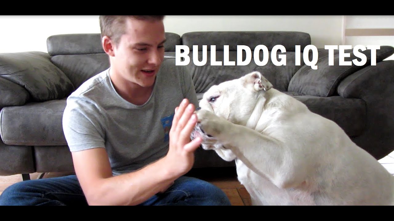 english bulldog intelligence