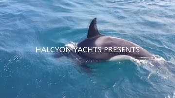 Orcas - How to avoid a Killer Whale attack off the coast of Spain and Portugal.