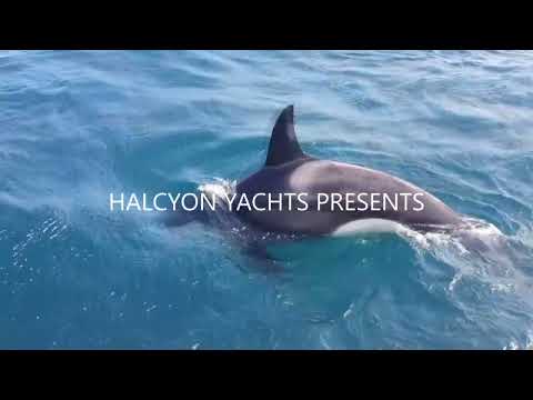 Orcas - How to avoid a Killer Whale attack off the coast of Spain and Portugal.