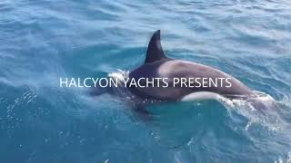 Orcas - How to avoid a Killer Whale attack off the coast of Spain and Portugal.