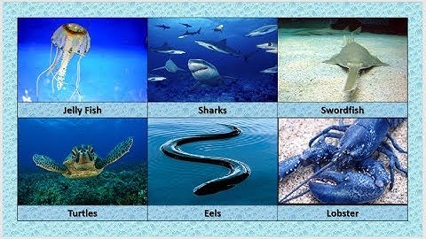 Microsoft Word-zelfstudie [Afbeeldingen invoegen in een tabel in een Word-document]