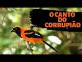 O canto maravilhoso do corrupião (Icterus croconotus). Edinei Oliveira.