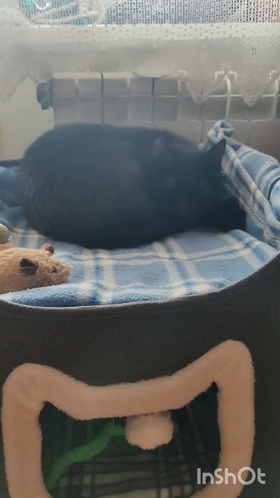 Тихий час 🐈‍⬛🐾 - YouTube