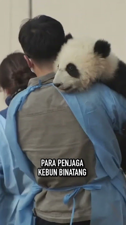 Induk Panda Itu Mendorongnya Secara Mengejutkan