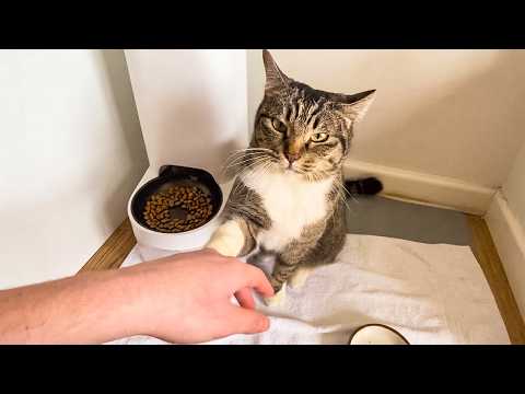 Cat Refuses To Leave Woman Alone No Matter What | Cuddle Buddies