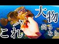 【穴釣り】誰でも大物が狙えるブラクリとエサを紹介します。