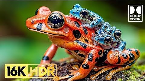 Stunning Best Frog Dolby vision 4k HDR in OLED Demo 