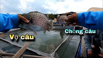 Đại Chiến Cá Nâu cần thủ vợ bão cá toàn cá khủng | GĐCG #811