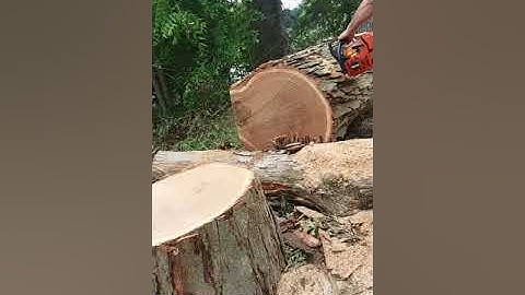 Ported cs620pw  pulling a 36 in bar in big white oak