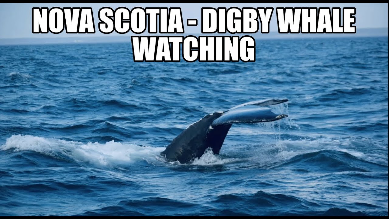Whale watching highlights | Digby Nova Scotia | Brier Island | East