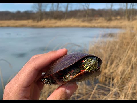 Turtles Under the Ice and More: Illinois Herping March 2020