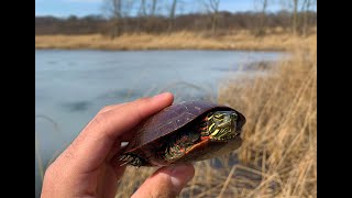 Turtles Under the Ice and More: Illinois Herping March 2020