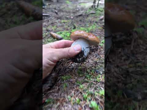 КАБАНЫ НАПАЛИ НА МЕНЯ  внезапно!