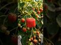 I Grew Strawberries Into Cubes And They Actually Worked Shorts Diy Relatable Satisfying 