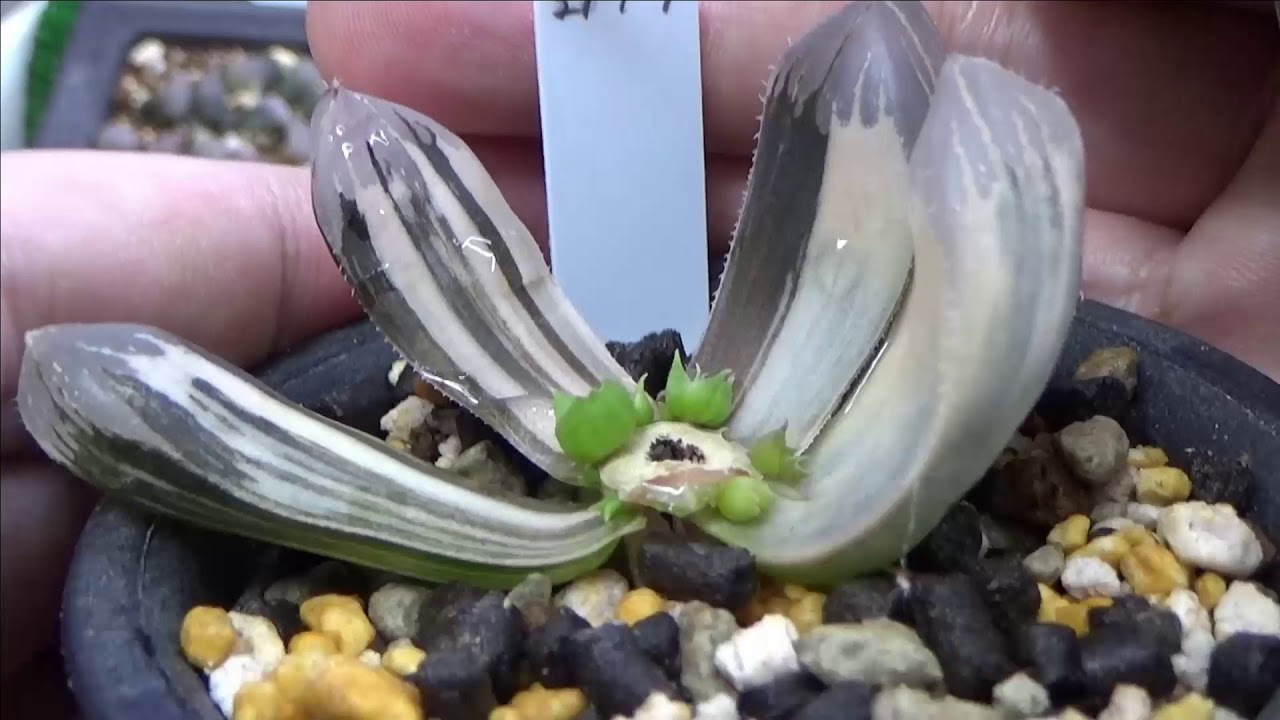 多肉植物 経過報告 紫オブツーサ葉挿し100枚と実生一年生や胴切り ハオルチア Succulents Haworthia Capebulb ケープバルブ ビザールプランツ Youtube