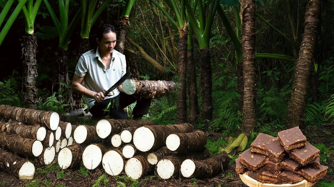 Harvesting wild taro – Cooked and distilled according to traditional recipe