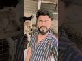 Bakri Palan ￼ka information #shorts #viralvideo