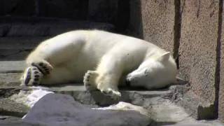 寝起きのいいホッキョクグマ ピリカ
