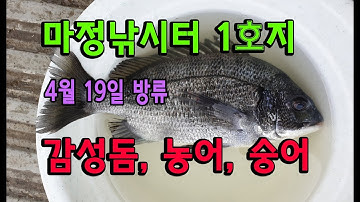 마정낚시터 19년 4월 19일 1호지 농어,감성돔,숭어 방류영상