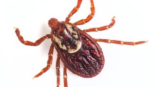 AI Deep Dive: Ticks