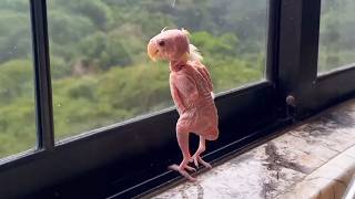 Download Lagu This Parrot Lost All His Feathers, But He Found a Soul Mate MP3 Download Lagu This Parrot Lost All His Feathers, But He Found a Soul Mate MP3