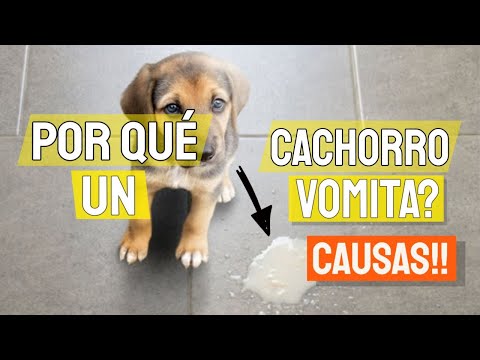 Video: ¿Qué haces para un perrito que arroja mucho?