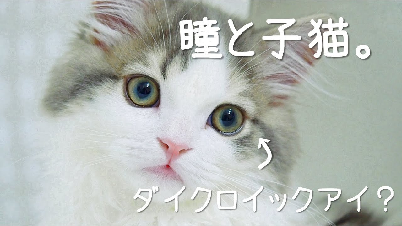 ねこvlog ダイクロイックアイと子猫 スコティッシュフォールド Youtube
