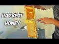 Harvest Honey - Part 1