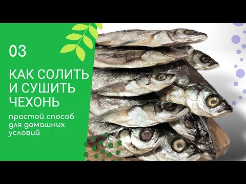 Как засолить чехонь для сушки в домашних условиях