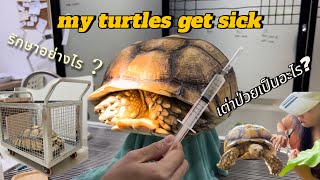 how to treat a sick turtle,How to know if a turtle get sick เต่าซูคาต้าไม่สบายวิธีรักษาเต่าป่วย 🐢💉