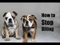 How to Train Bulldog : How to Stop English Bulldog Puppy from Biting How to Train Bulldog : How to Stop English Bulldog Puppy from Biting
