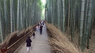 京都一周トレイル西山コース