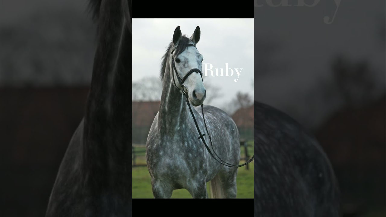 Names For Dappled Grey Horses | Unique Name Ideas 