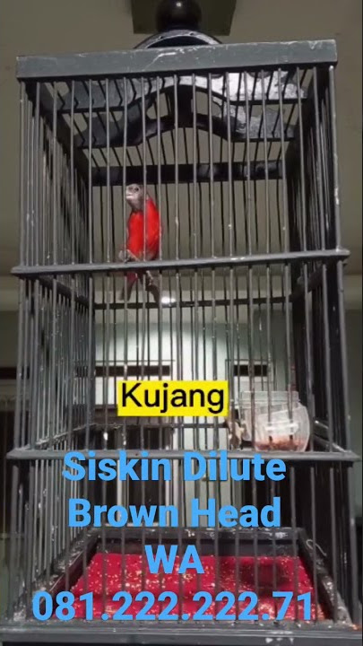 Siskin Dilute Brown Head isian Lovebird, Kenari, Gereja, Siri2. WA 081.222.222.71
