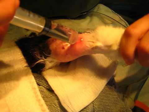 Flushing cat bite wounds 