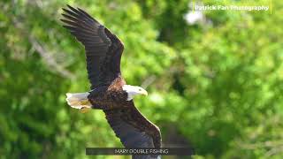 🎣 Second Chance, Big Catch! Watch Mary's Persistence Pay Off! 🐟 4k #viral #wildlife #baldeagle