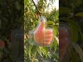 What fruit or shape next? #asmr #english #foryou #fruit #gardening