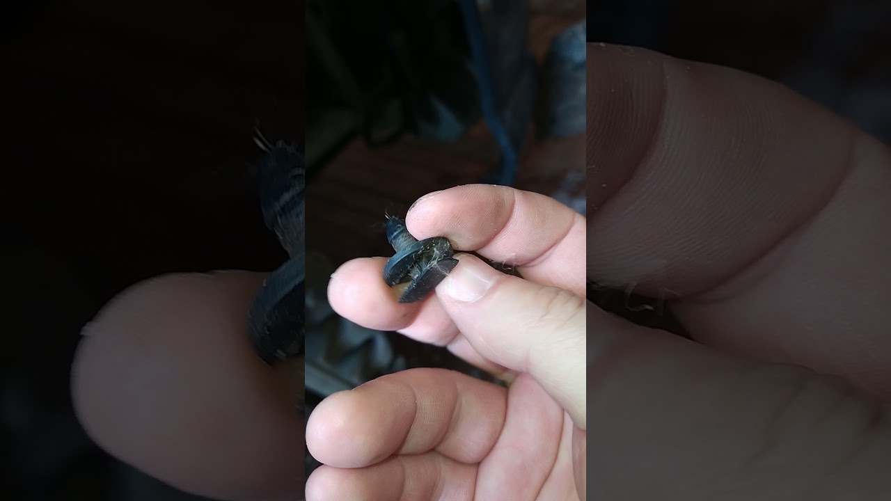 замена правой лампочки противотуманки пежо 407 - YouTube