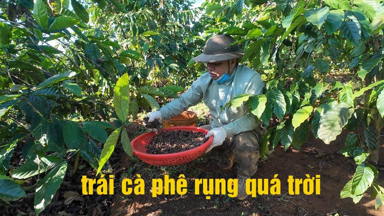 Cà chín rụng, thuê công hái hiếm, muộn | trái cà phê rụng quá trời | lượm mỏi.