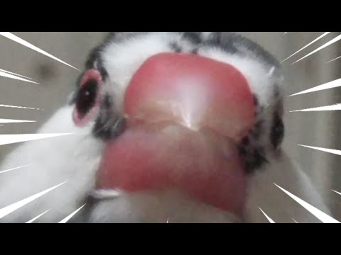 【文鳥】ご飯を食べている時の正面顔が可愛すぎる件