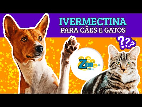 Vídeo: Medicina humana para cães e gatos? Veja por que é potencialmente mortal