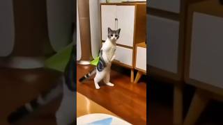 funniest Animals videos compilation best of years #shorts #animals #cat #dog❤️❤️ 🆕️🆕️👋👋 screenshot 5