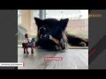 Hybrid dog looks like a wolf you wanna hug