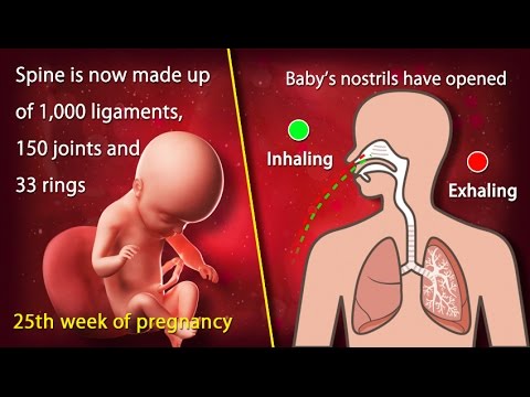 25 Weeks Pregnant Watch Your Little One S Growth This Week Youtube