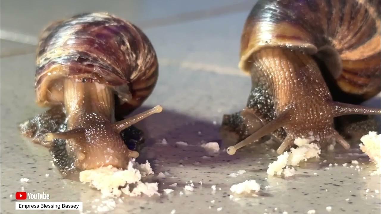 Two snails eating bread snail eating snails animals YouTube