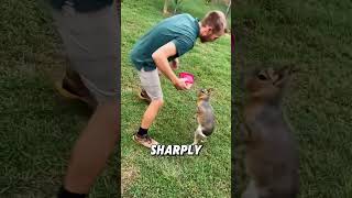 Capybaras cousin  #pets