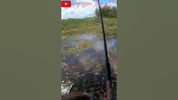 Câu Cá Lóc Tràm Chim ngày táp cái #shorts  #caucaloc #recaloc #caucalockhung
