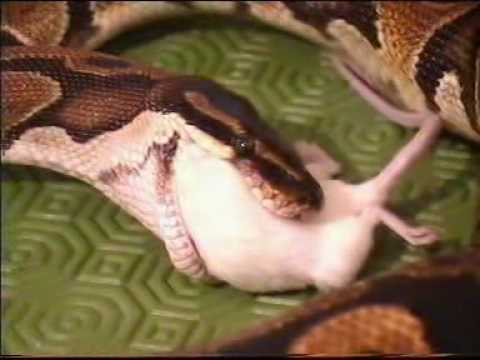 Video: Cosa Mangiano I Serpenti?